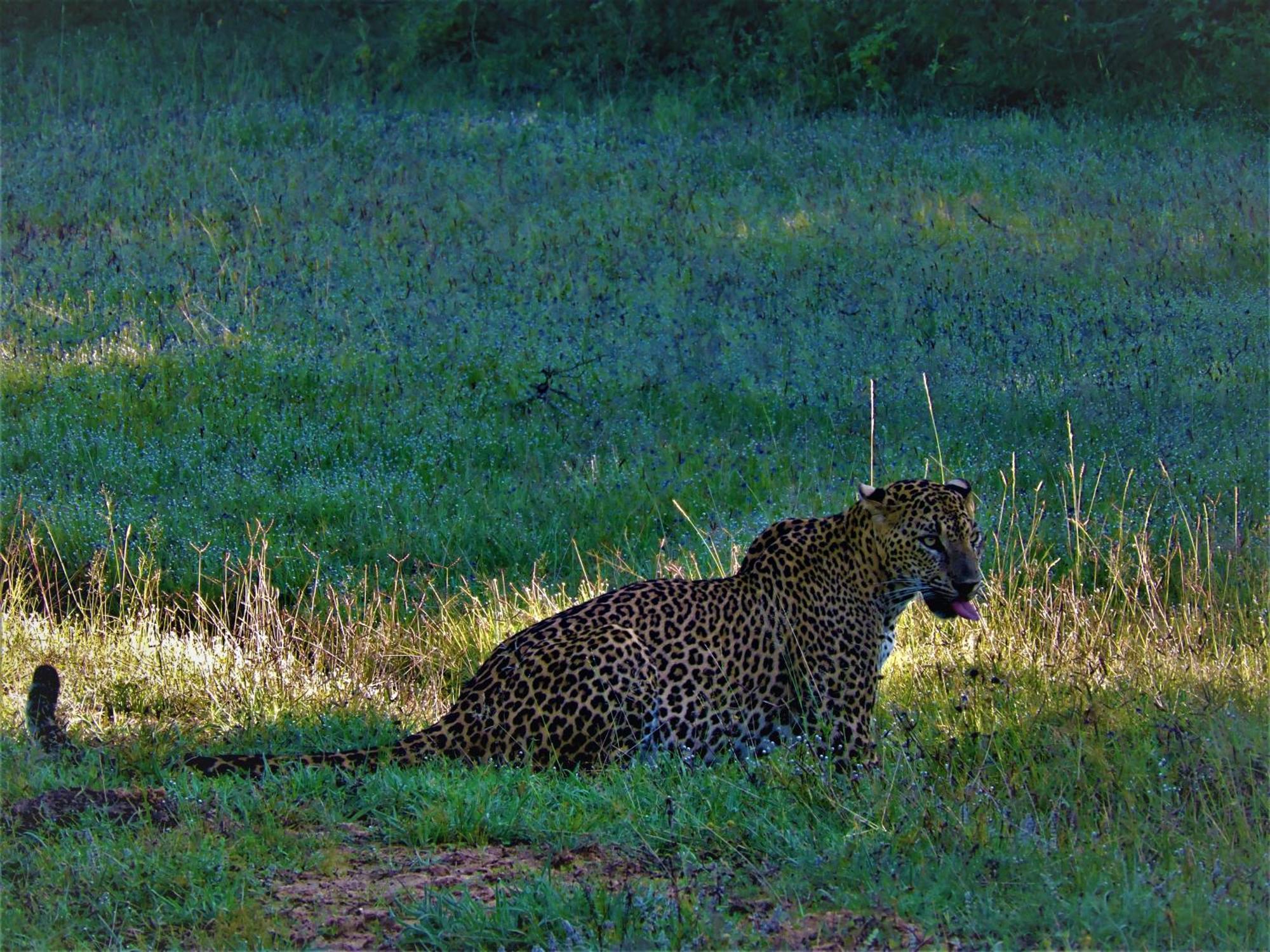 Yala Podi Hoona Bush Camp Hotel ภายนอก รูปภาพ
